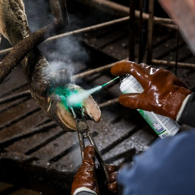 100264 repiderma miljø 1.png