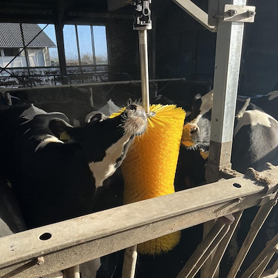 102304 Nora kobørste.jpg