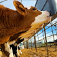 102364_Milkbar_13_sutter_kalve.png