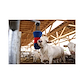 103096 3 Børste til kvæg - Happycow flexiSwing.jpg