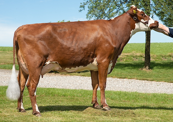 VR Viktor-datter fra Tingskov v/Peter Hvid Jensen, Børkop