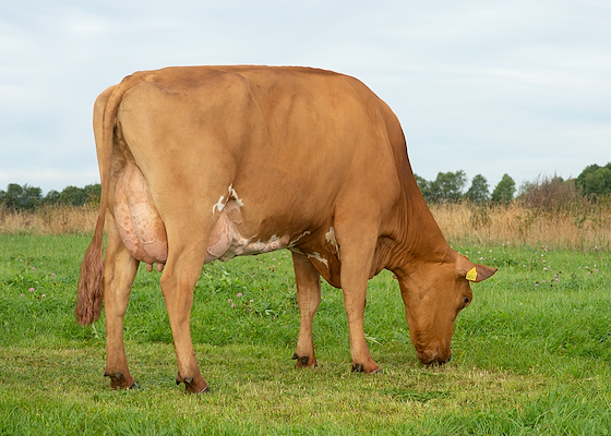 VR Hattrick datter fra Martin Krogsgaard, Støvring