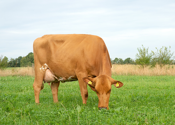 VR Hattrick datter fra Martin Krogsgaard, Støvring