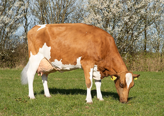 VR Firmino-datter fra Lars Kjær Møller, Aars