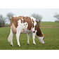 32445-5054 Procross (Elastar) grazing2 datter fra Sjaak Bosma_Farsø.jpg