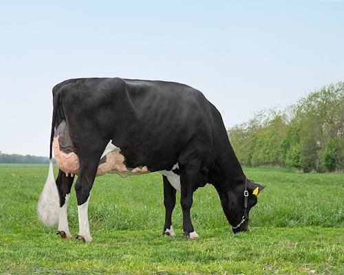 VH Cosmo datter fra Anders Elholm, Tylstrup