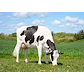 32814-3246 VH Badger  scenic tyremor til VH Dewalt P.jpg