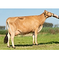 33474-3368  VJ Giant datter fra Per Hougaard_Hobro.jpg