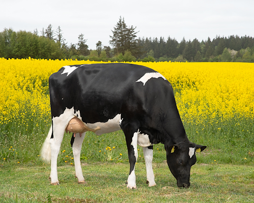 VH Bullboy datter fra Bo Skovbjerg, Vrå