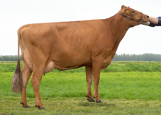 VR Funk-datter fra Flemming Pedersen, Fjerritslev