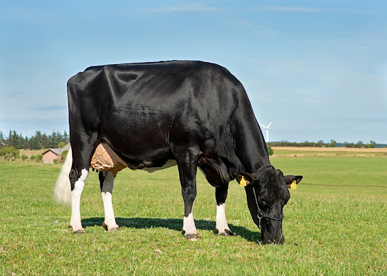 VH Merit datter fra I/S Lille Djernæs, Thisted