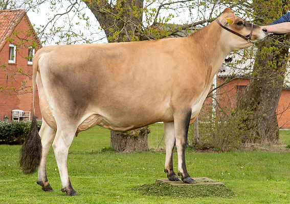 VJ Rowa-datter fra Tastum Jersey, v/Fam Søgaard, Stoholm