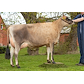 40834-6399 VJ Hirts Tastrum Jersey v_Fam Søgaard.jpg