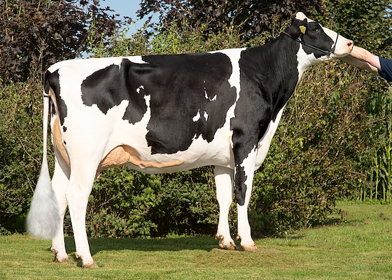 VH Mandy P-datter fra Andreas Hougaard, Aalestrup