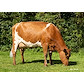 43392-3918 VR Edison grazing.jpg
