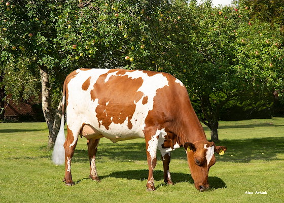 VR Hattric datter fra Ll. Gravlundgård, Føvling