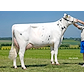45 Dam of VH Oure - VH Bismark daughter 33723-4984 (Lisa) from Anderstrup Holstein IS_Skørping.jpg