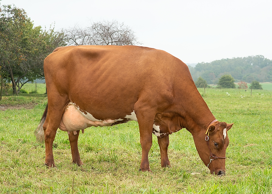 VR Fiat-datter fra Nils-Peter Nilsson, Sverige