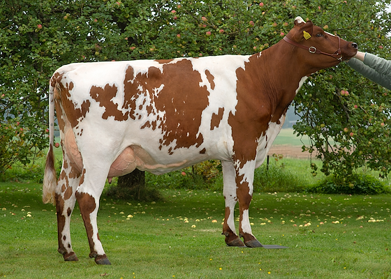 VR Bourne datter fra Nils-Peter Nilsson, Sverige