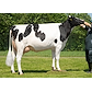 5181406109 Højager Holstein v_Erik Hansen_Rødding Praser 258830.jpg