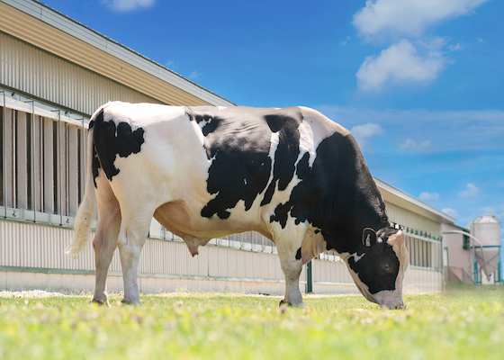 551HO04125 Bull Johnboy.jpg