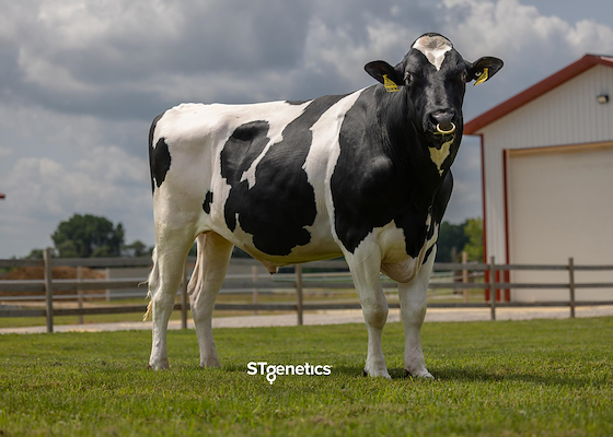 551HO05036 Bull Rochester.jpg