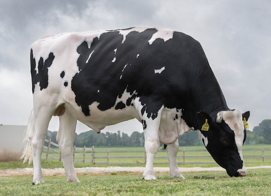 551HO05039 Bull Rad.jpg