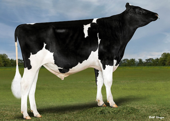 551HO05743 Bull Hoa-P.jpg