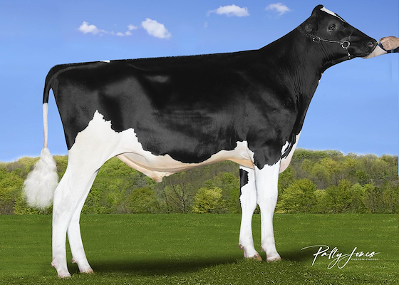 551HO06425 Bull Beatbox.jpg