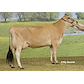 553448-03084 Irwin x Hirse. Dam of VJ Samson.jpg