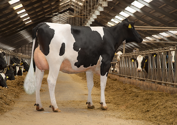 VH Newstar datter fra Jørgen Kaasgaard, Videbæk