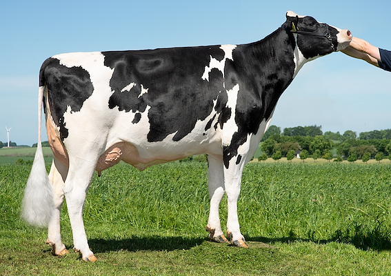 VH Goleen-datter fra Michael Jensen, Sall