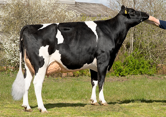 VH Ramis-datter fra Vagn Kristensen, Stoholm J.