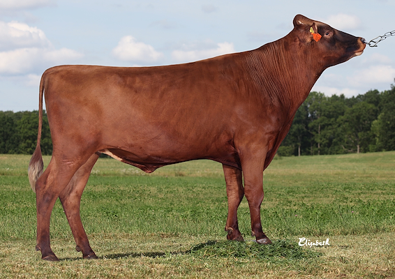 927_3-9492 Hammer.jpg