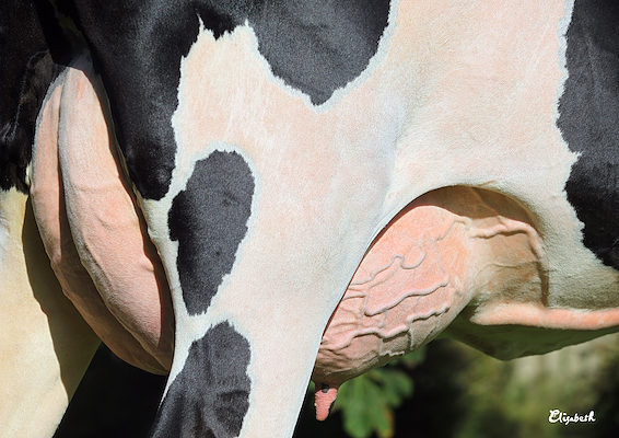 Mor til VH Ozze (yver) fra Br Bengtssons Lantbruk AB Olofstorp 1 43292 Varberg