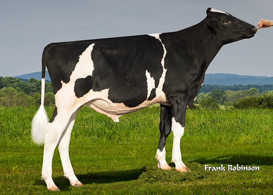 Banstar_Pinetree Banda.jpg