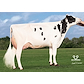 Blumenfeld Apprenti 5714 RDC, grand dam of SHAKE RED.jpg