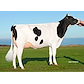 Caudumer Lol 371 P RDC Dam of Solitair P.JPG