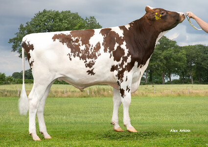 Daktari PP DE0125133931.jpg