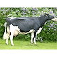 Dam of VH Bolus after 4 calvings - Postilan Edelweiss ET 12-27272-621 owner Tirkkonen Virpi and Pauli from Kaavi.jpg