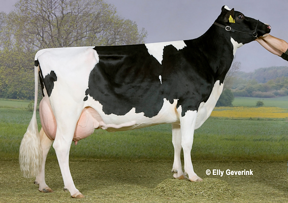 Mor til VH Gavin fra Tronsmark Holstein, Bindslev