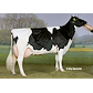 Dam of VH Gavin 34242-2568 (D Onside) from Tronsmark Holstein_Bindslev.jpg