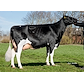 Dam of VH Skipper (no 42405-3746 All In) from IS Hedelund, Aalestrup.jpg