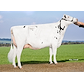 Dam of VH Soulrun no 41815-2942 (Epic) (Anderstrup Epic Demi) from Anderstrup Holstein_Skørping.jpg