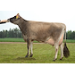 Dam of VJ Kasino and VJ Danka no 53448-3788 (Casino) from Adelgaard Jersey_Skjern (2).jpg