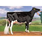 Dark Pearl (Gladius) 0364358987.jpg