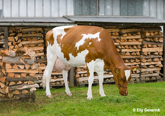 Mor til DRH Jerut fra Hans Tranberg & Kr. Østergaard, Højslev