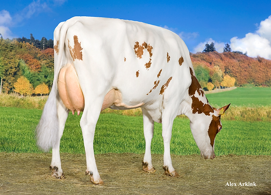 DRH Jerut-datter fra Linda & Svend Erik Madsen, Ribe