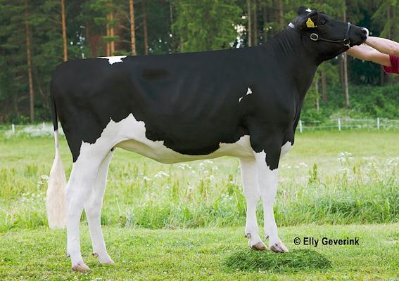 VH Salomon-dattter fra ASMO