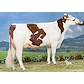 ELASTAR DAughter 427032.jpg
